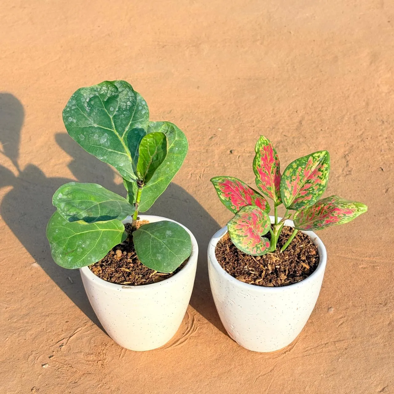 Set of 2 - Fiddle Leaf Fig & Aglaonema Pink Dalmatian in 4 Inch Classy White Cup Ceramic Pot