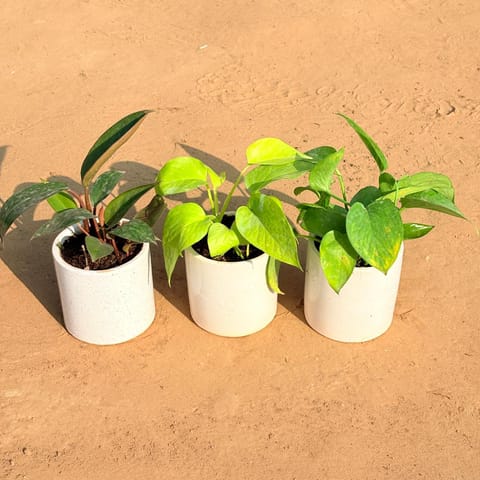 Set of 3 - Philodendron Red, Golden Money Plant & Money Plant Green in 4 Inch Live Plant White Pipe Designer Ceramic Pot (any design)