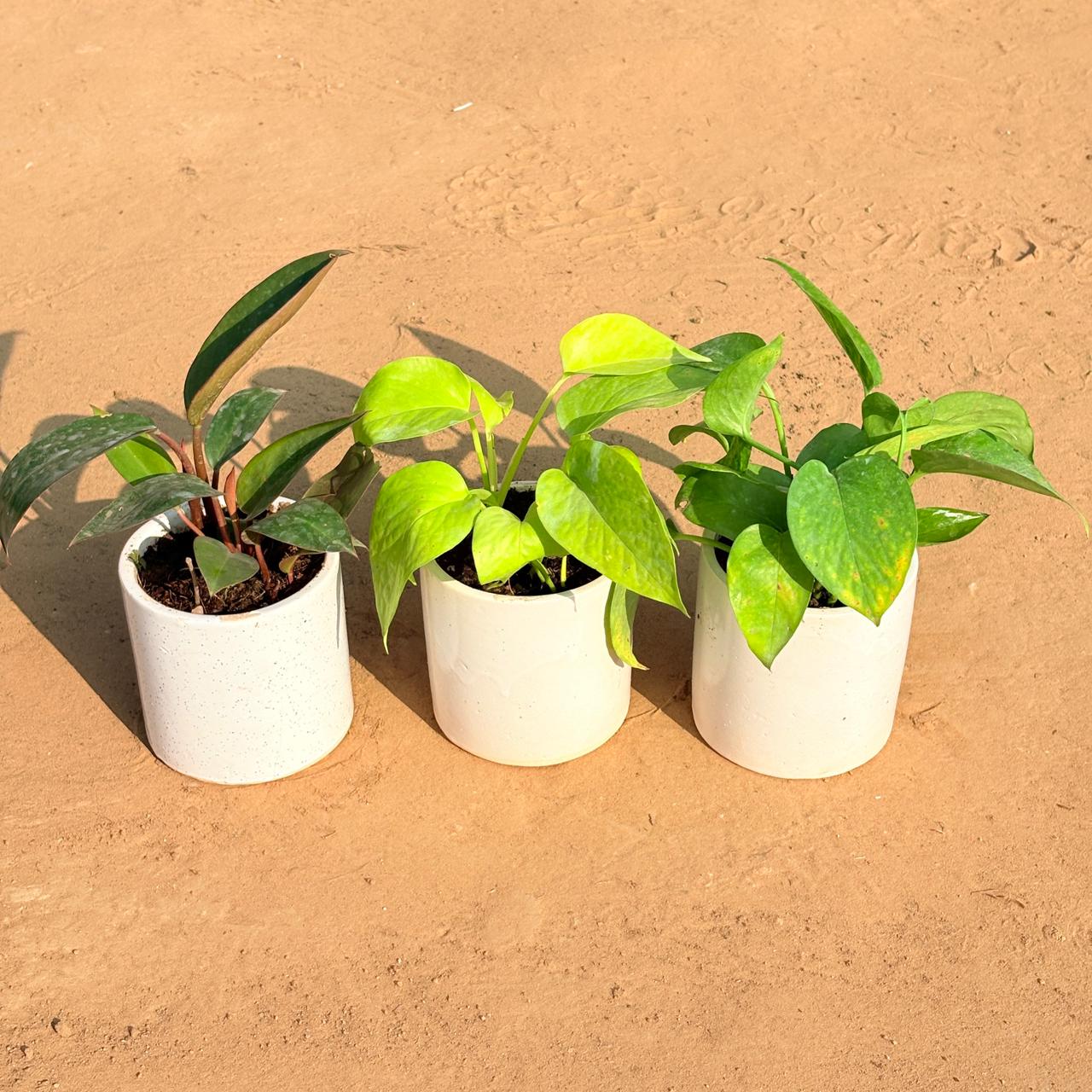 Set of 3 - Philodendron Red, Golden Money Plant & Money Plant Green in 4 Inch White Pipe Designer Ceramic Pot (any design)