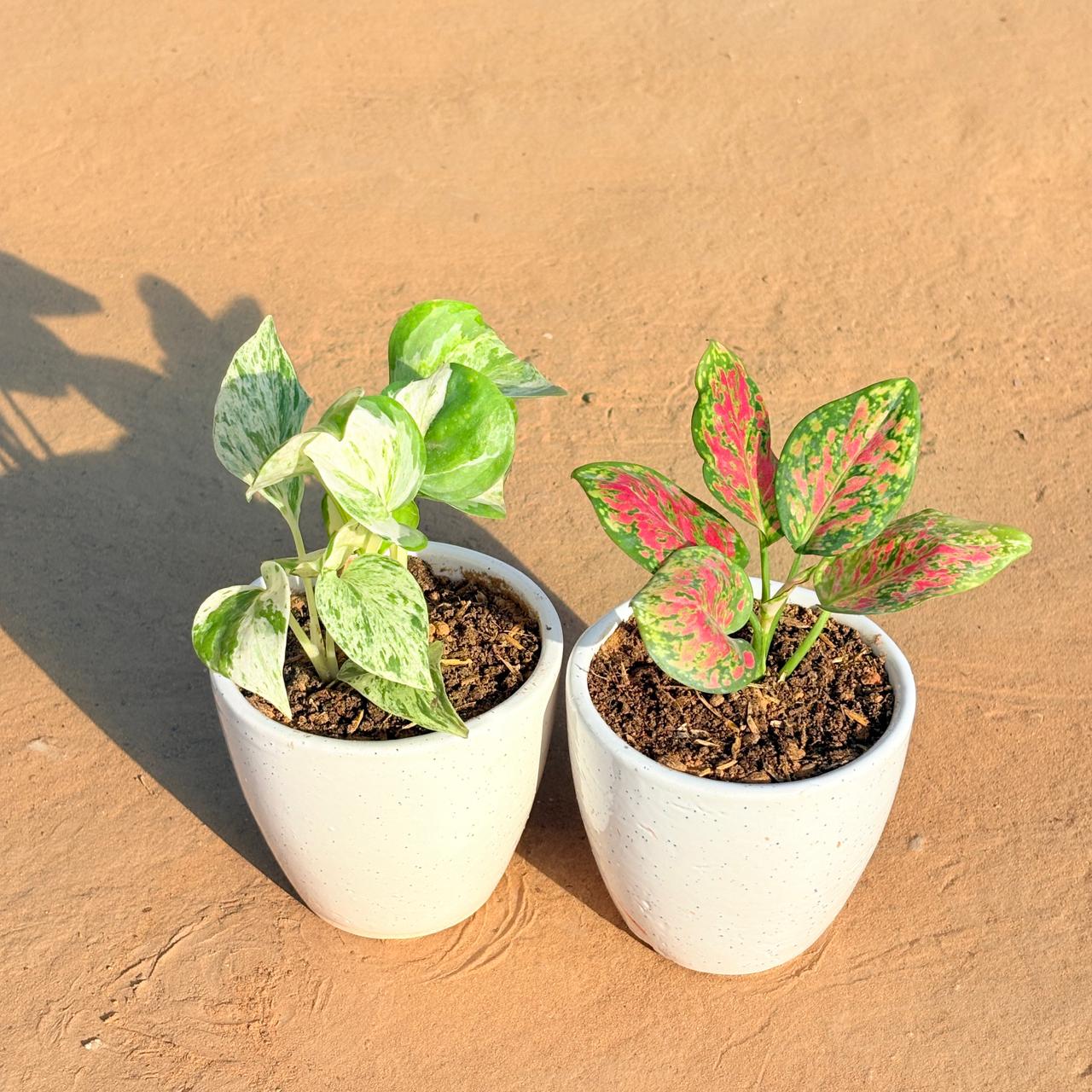 Set of 2 - Marble Money Plant & Aglaonema Pink Dalmatian in 4 Inch Classy White Cup Ceramic Pot