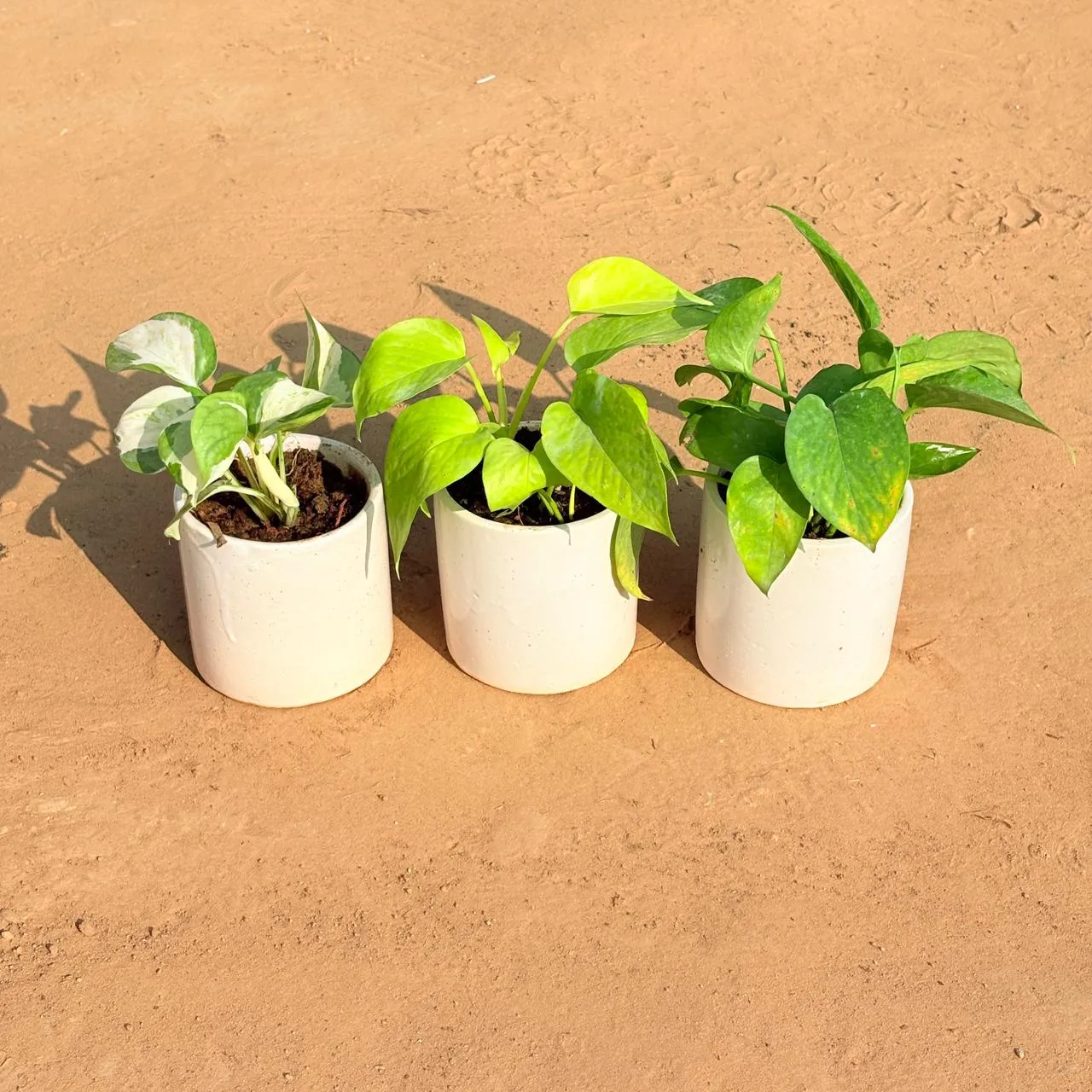 Set of 3 - Money Plant N'Joy, Golden Money Plant & Money Plant Green in 4 Inch White Pipe Designer Ceramic Pot (any design)