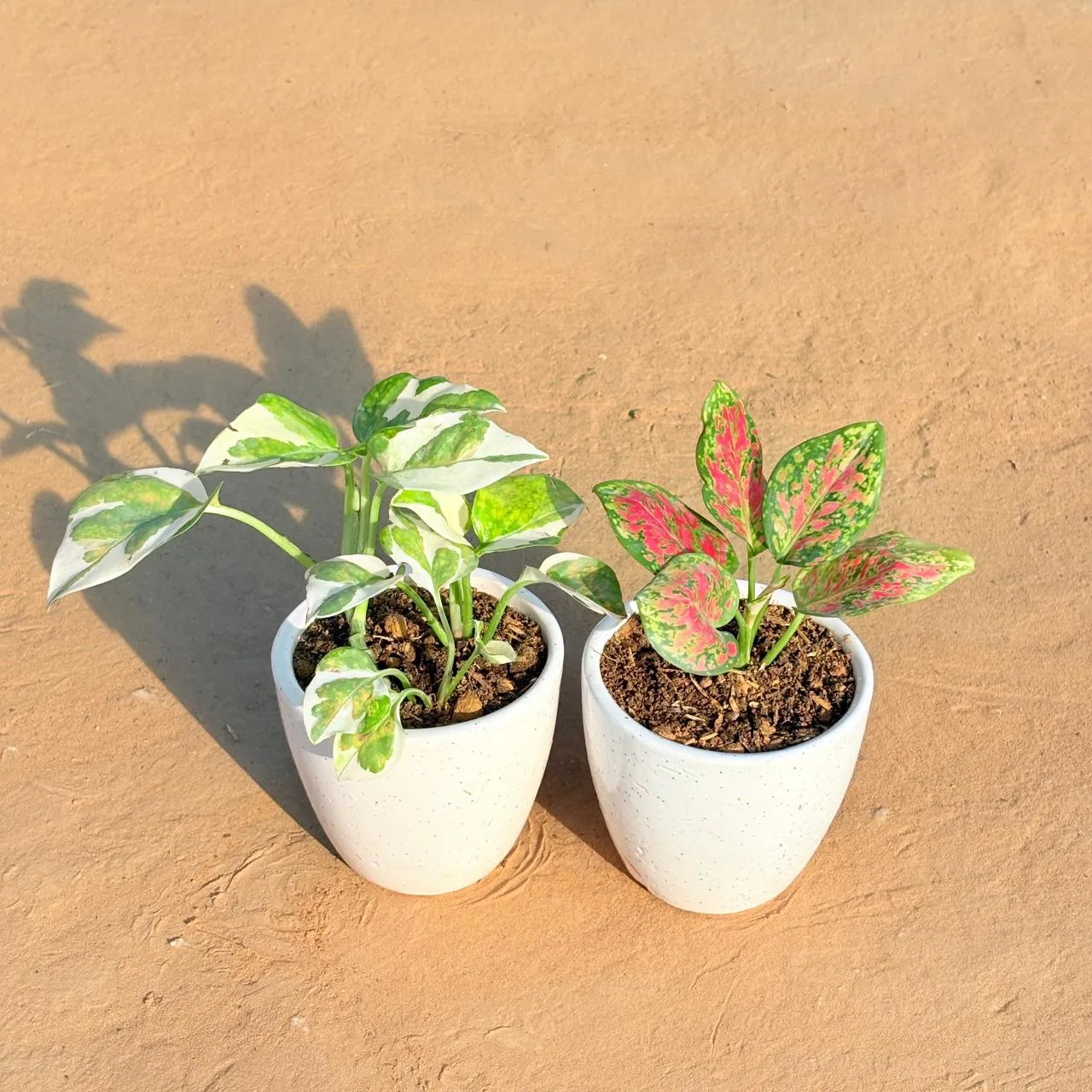 Set of 2 - Money Plant N'Joy & Aglaonema Pink Dalmatian in 4 Inch Classy White Cup Ceramic Pot