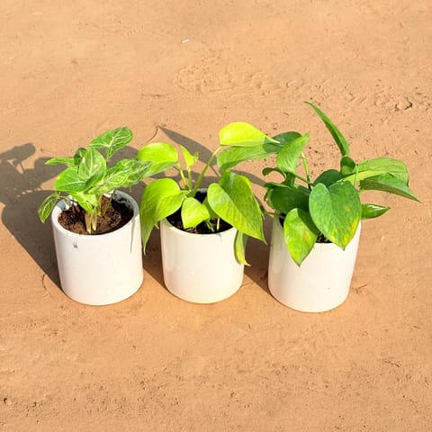 Set of 3 - Syngonium Alba Dwarf, Golden Money Plant & Money Plant Green in 4 Inch Live Plant White Pipe Designer Ceramic Pot (any design)
