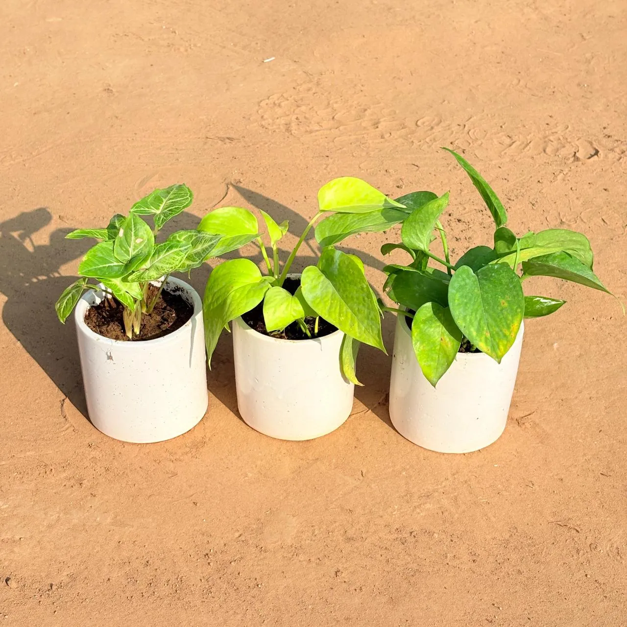 Set of 3 - Syngonium Alba Dwarf, Golden Money Plant & Money Plant Green in 4 Inch White Pipe Designer Ceramic Pot (any design)
