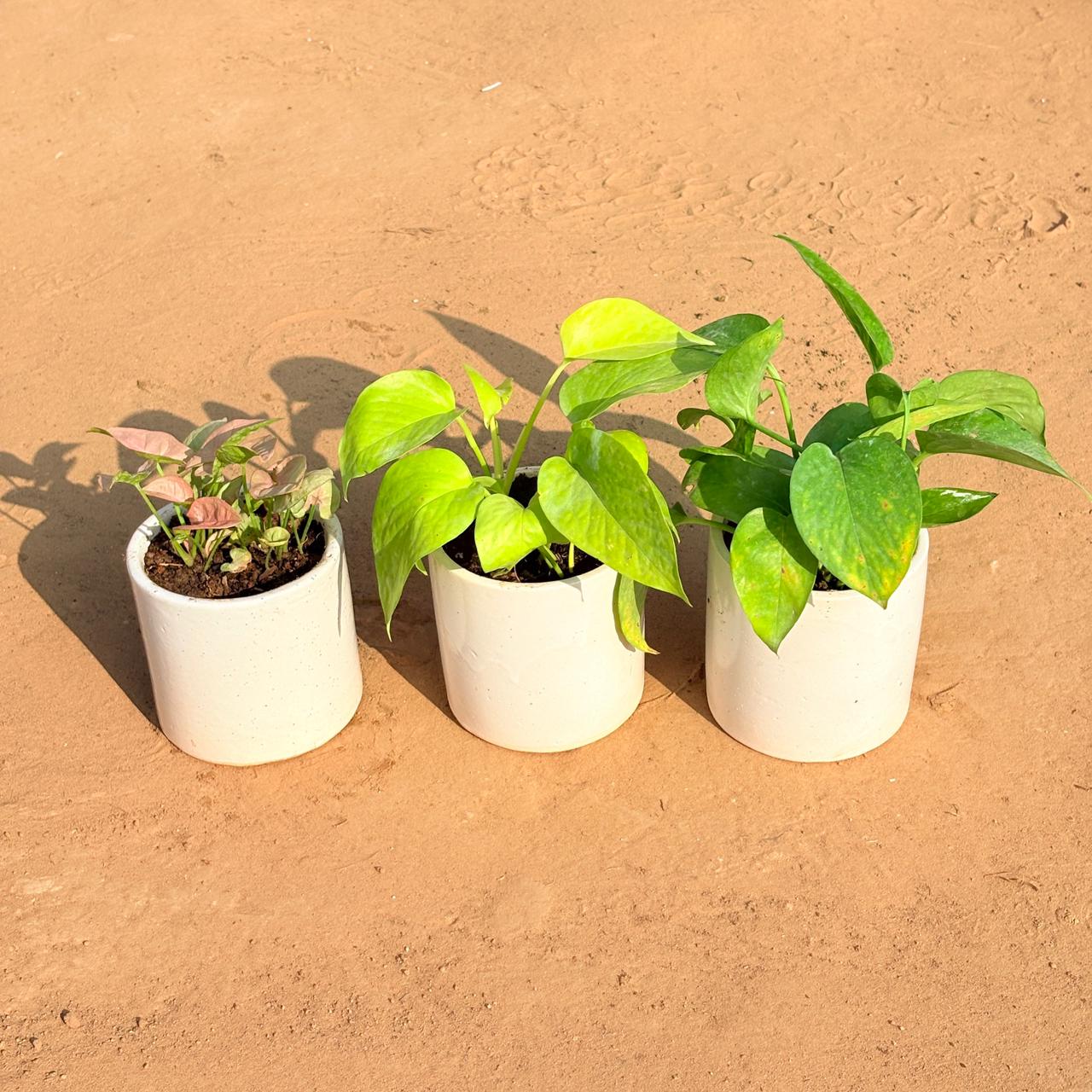Set of 3 - Syngonium Pink, Golden Money Plant & Money Plant Green in 4 Inch White Pipe Designer Ceramic Pot (any design)