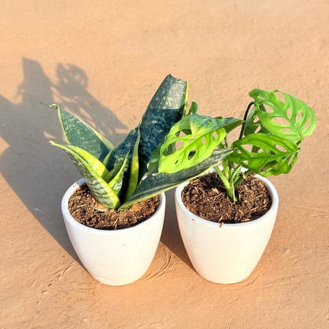 Set of 2 - Snake Yellow & Monstera Broken Heart in 4 Inch Live Plant Classy White Cup Ceramic Pot