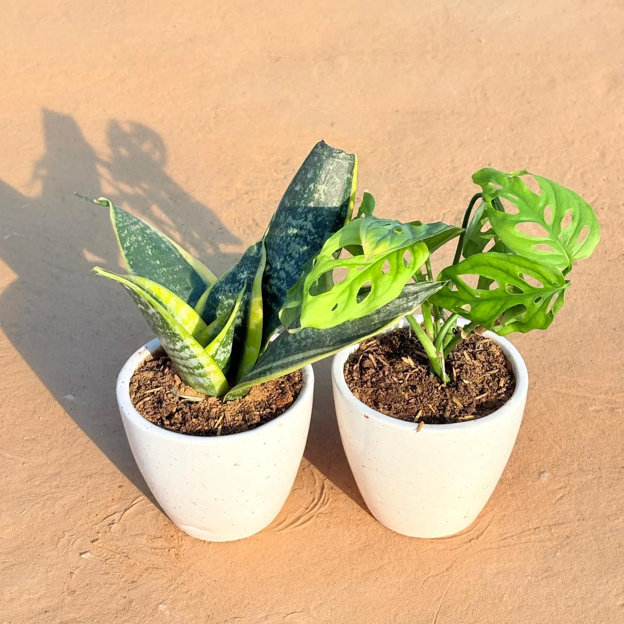 Set of 2 - Snake Yellow & Monstera Broken Heart in 4 Inch Classy White Cup Ceramic Pot