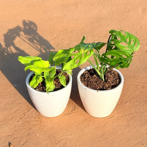 Set of 2 - Xanadu Golden & Monstera Broken Heart in 4 Inch Classy White Cup Ceramic Pot