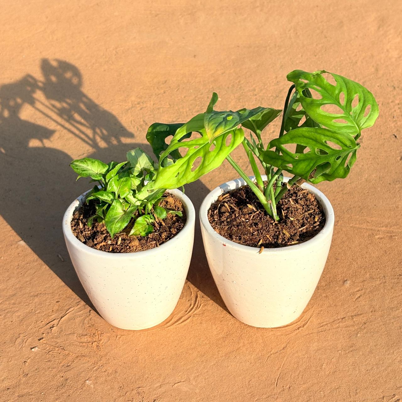 Set of 2 - Syngonium Butterfly & Monstera Broken Heart in 4 Inch Classy White Cup Ceramic Pot