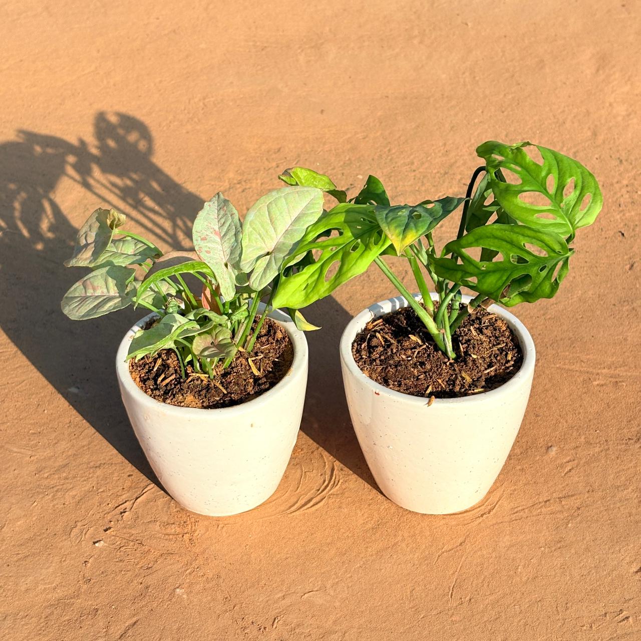 Set of 2 - Syngonium Candyfloss & Monstera Broken Heart in 4 Inch Classy White Cup Ceramic Pot