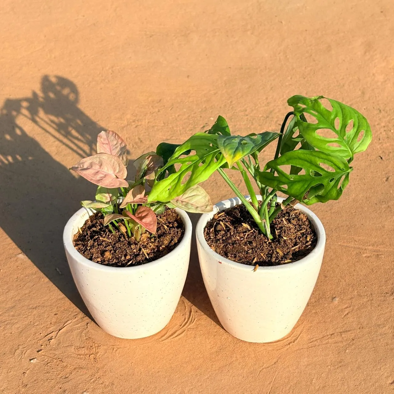 Set of 2 - Syngonium Pink & Monstera Broken Heart in 4 Inch Classy White Cup Ceramic Pot