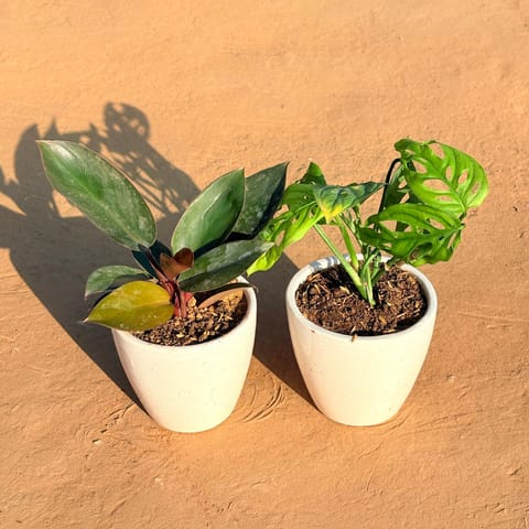 Set of 2 - Philodendron Red & Monstera Broken Heart in 4 Inch Classy White Cup Ceramic Pot
