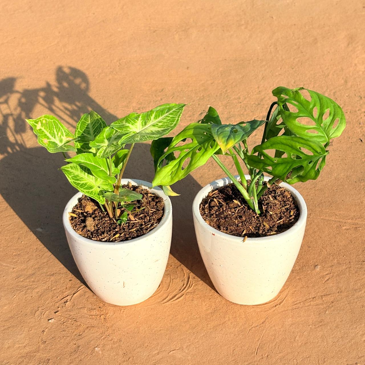 Set of 2 - Syngonium Alba Dwarf & Monstera Broken Heart in 4 Inch Classy White Cup Ceramic Pot