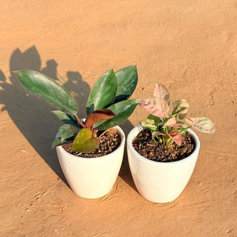 Set of 2 - Philodendron Red & Syngonium Pink in 4 Inch Live Plant Classy White Cup Ceramic Pot