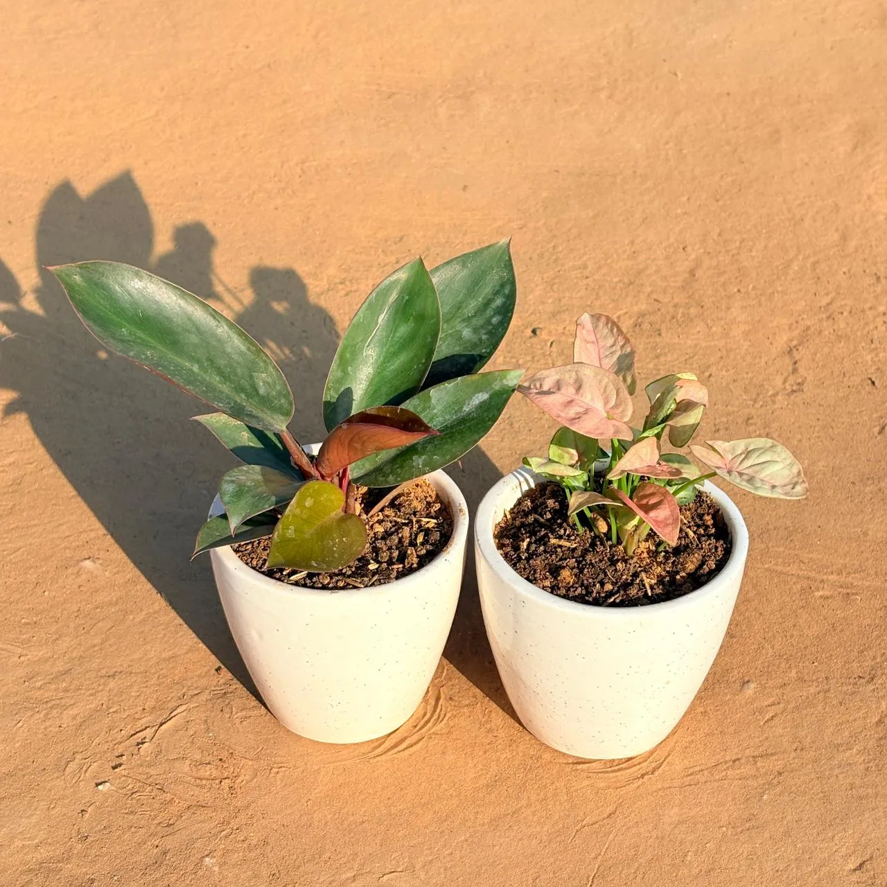Set of 2 - Philodendron Red & Syngonium Pink in 4 Inch Classy White Cup Ceramic Pot