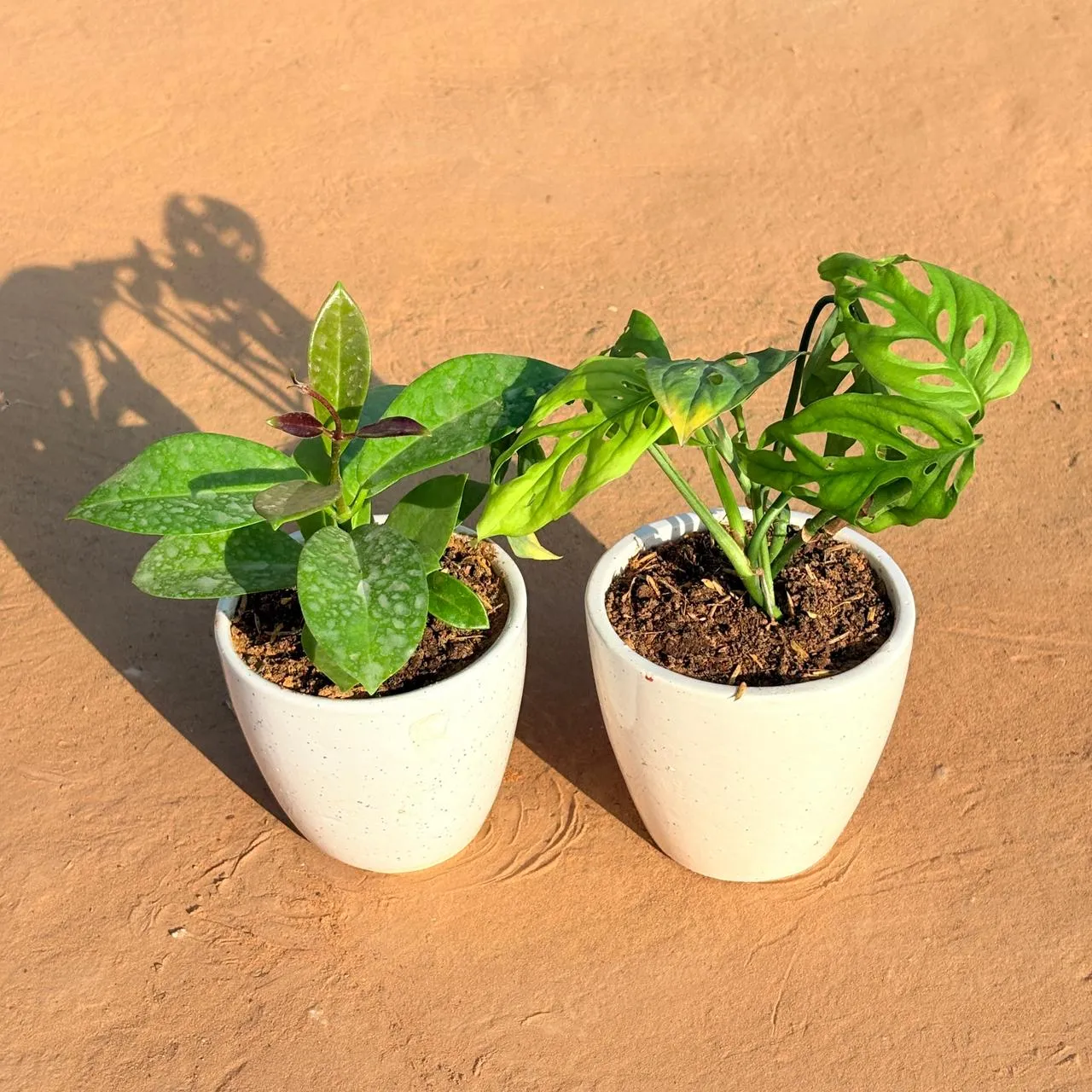 Set of 2 - Hoya Carnosa & Monstera Broken Heart in 4 Inch Classy White Cup Ceramic Pot