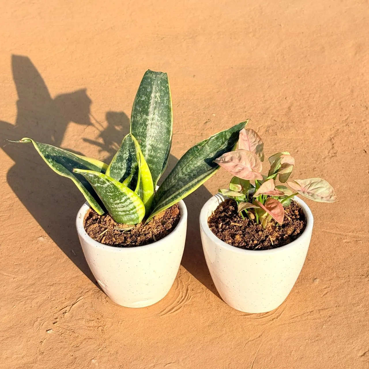 Set of 2 - Snake Yellow & Syngonium Pink in 4 Inch Classy White Cup Ceramic Pot