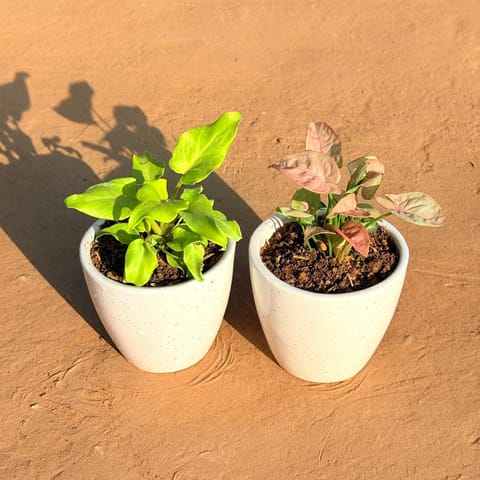Set of 2 - Xanadu Golden & Syngonium Pink in 4 Inch Classy White Cup Ceramic Pot
