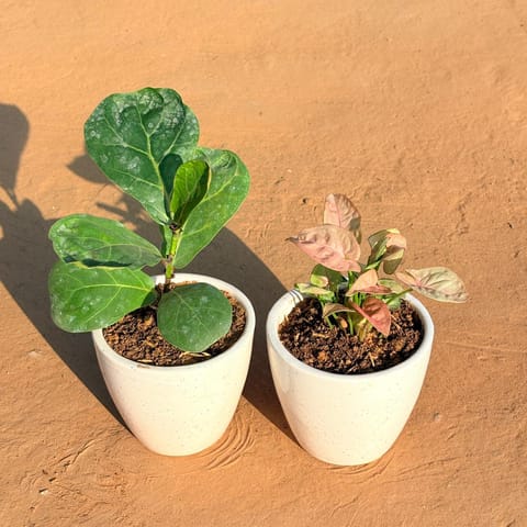 Set of 2 - Fiddle Leaf Fig & Syngonium Pink in 4 Inch Live Plant Classy White Cup Ceramic Pot