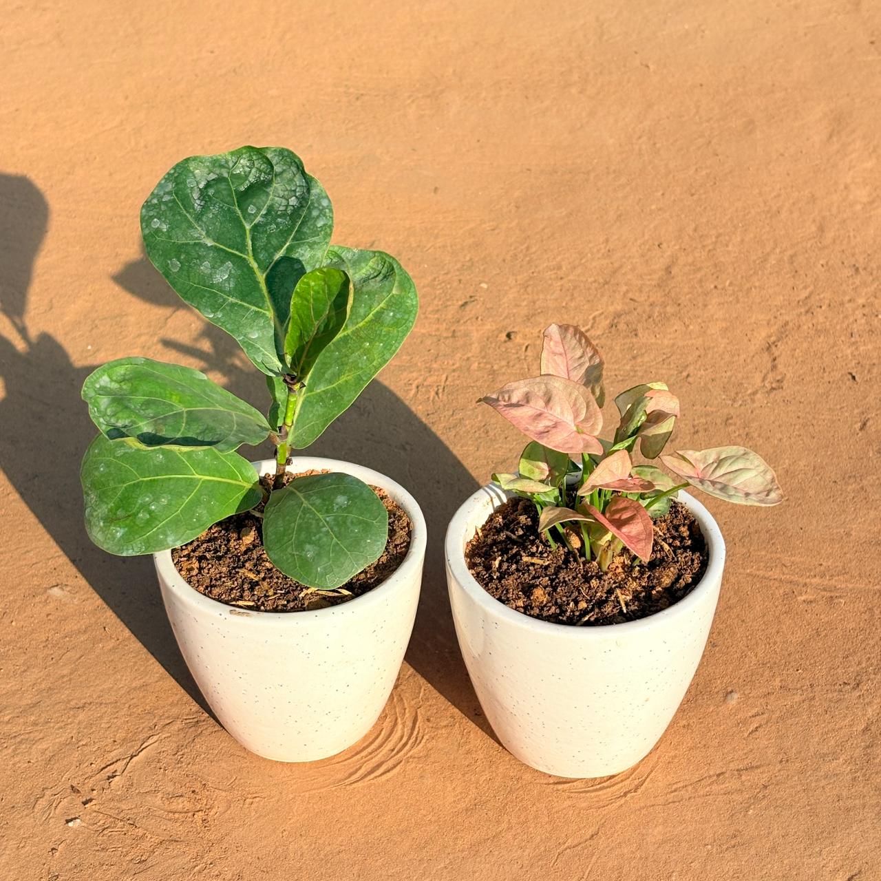 Set of 2 - Fiddle Leaf Fig & Syngonium Pink in 4 Inch Classy White Cup Ceramic Pot