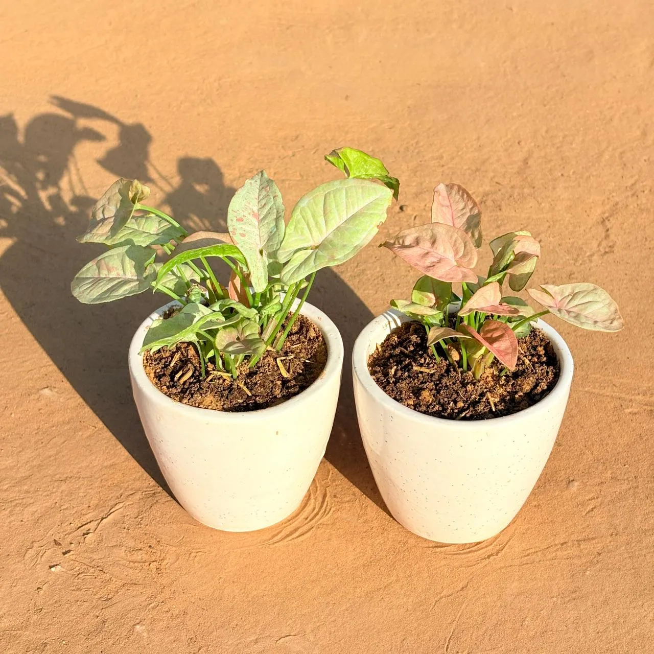 Set of 2 - Syngonium Candyfloss & Syngonium Pink in 4 Inch Classy White Cup Ceramic Pot