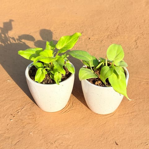 Set of 2 - Xanadu Golden & Golden Money Plant in 4 Inch Classy White Cup Ceramic Pot