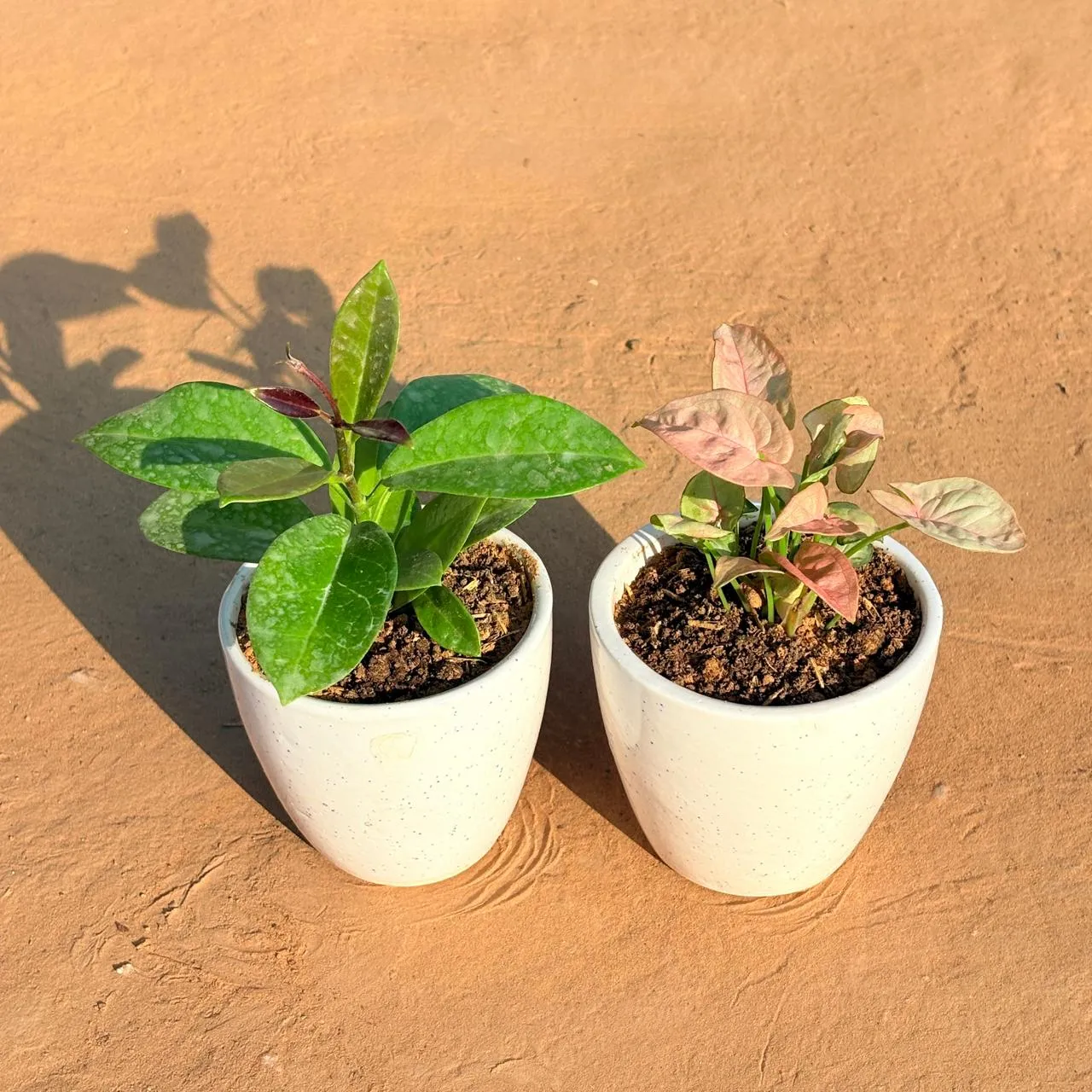 Set of 2 - Hoya Carnosa & Syngonium Pink in 4 Inch Classy White Cup Ceramic Pot