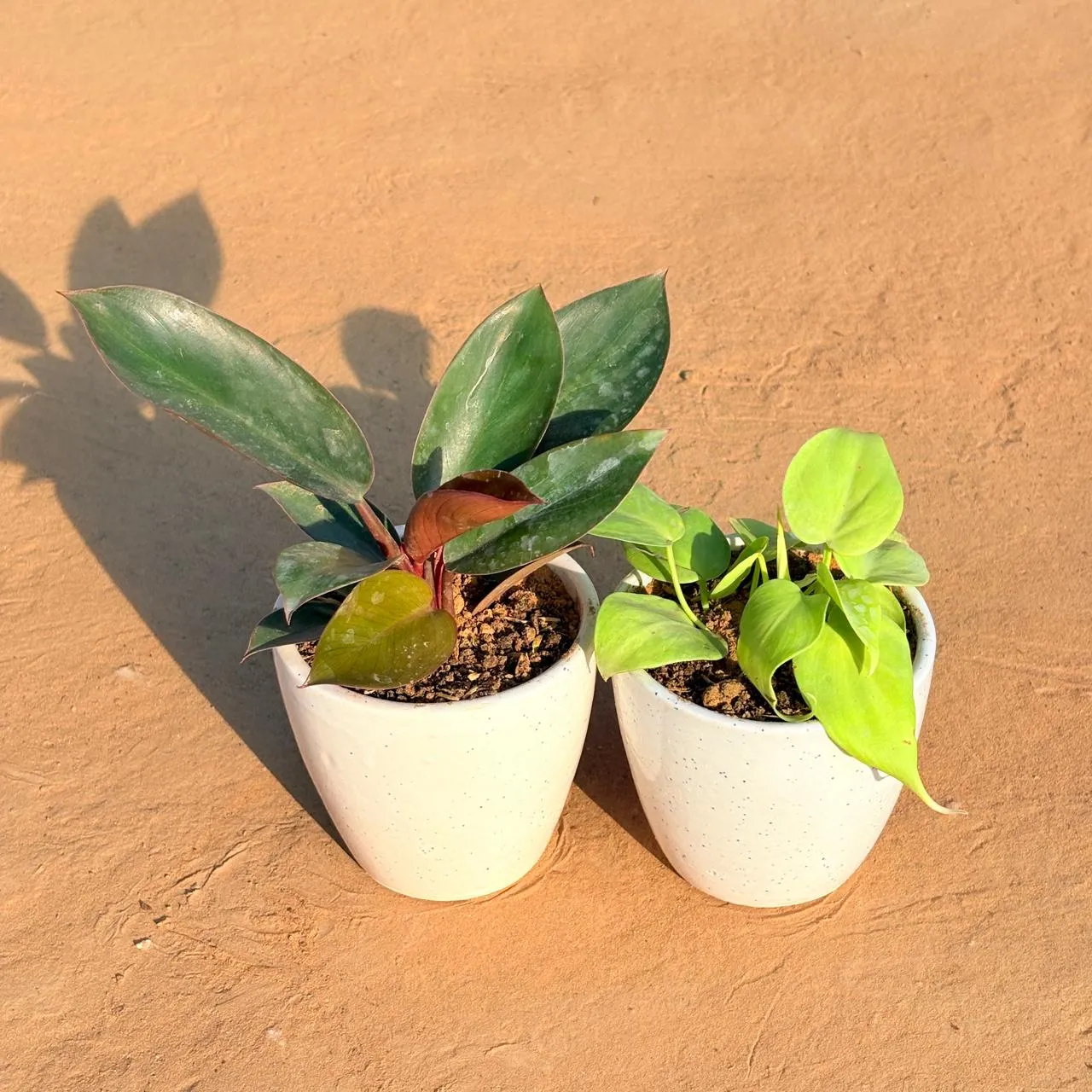 Set of 2 - Philodendron Red & Golden Money Plant in 4 Inch Classy White Cup Ceramic Pot