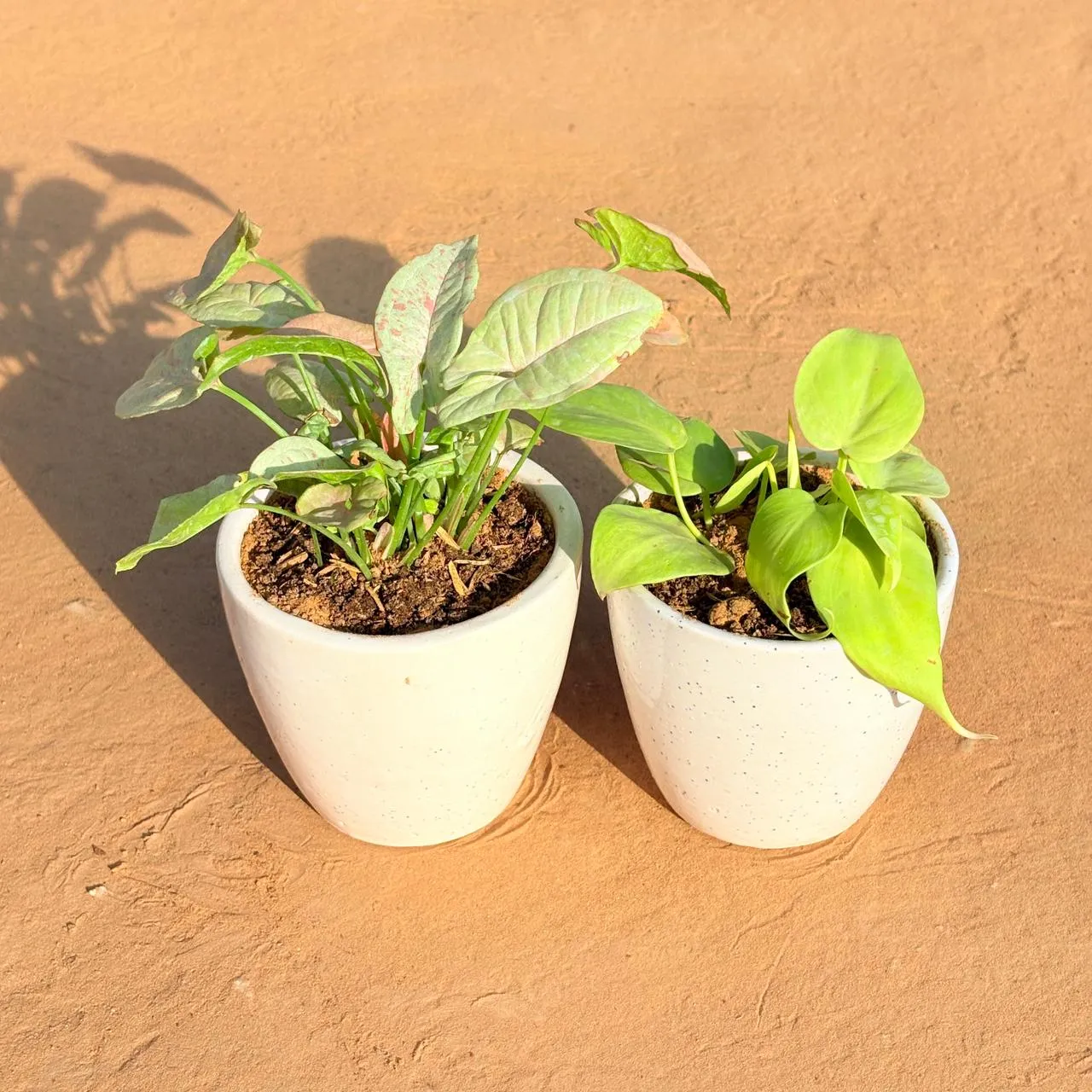 Set of 2 - Syngonium Candyfloss & Golden Money Plant in 4 Inch Classy White Cup Ceramic Pot