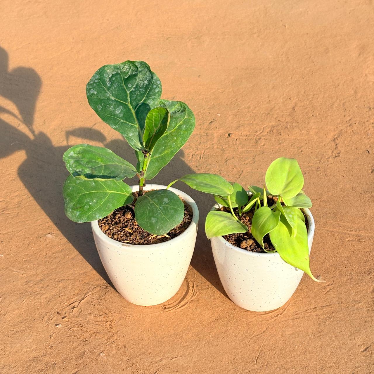 Set of 2 - Fiddle Leaf Fig & Golden Money Plant in 4 Inch Classy White Cup Ceramic Pot