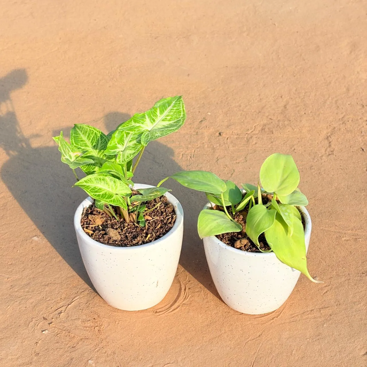 Set of 2 - Syngonium Alba Dwarf & Golden Money Plant in 4 Inch Classy White Cup Ceramic Pot