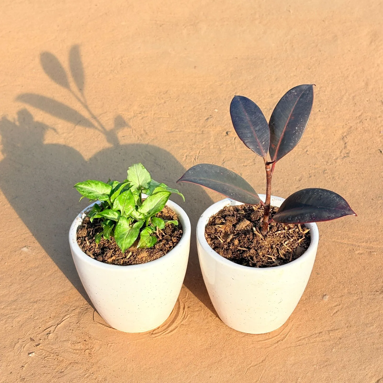 Set of 2 - Syngonium Butterfly & Rubber Black in 4 Inch Classy White Cup Ceramic Pot