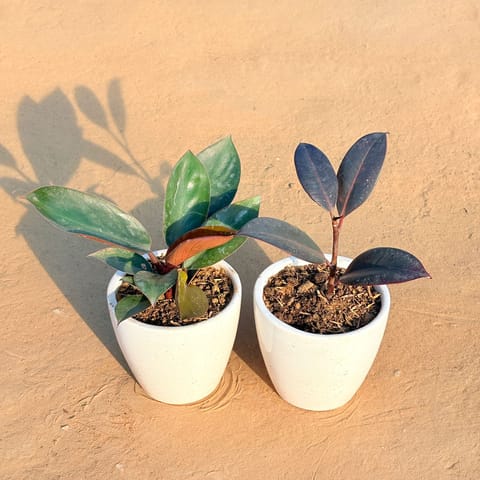 Set of 2 - Philodendron Red & Rubber Black in 4 Inch Live Plant Classy White Cup Ceramic Pot