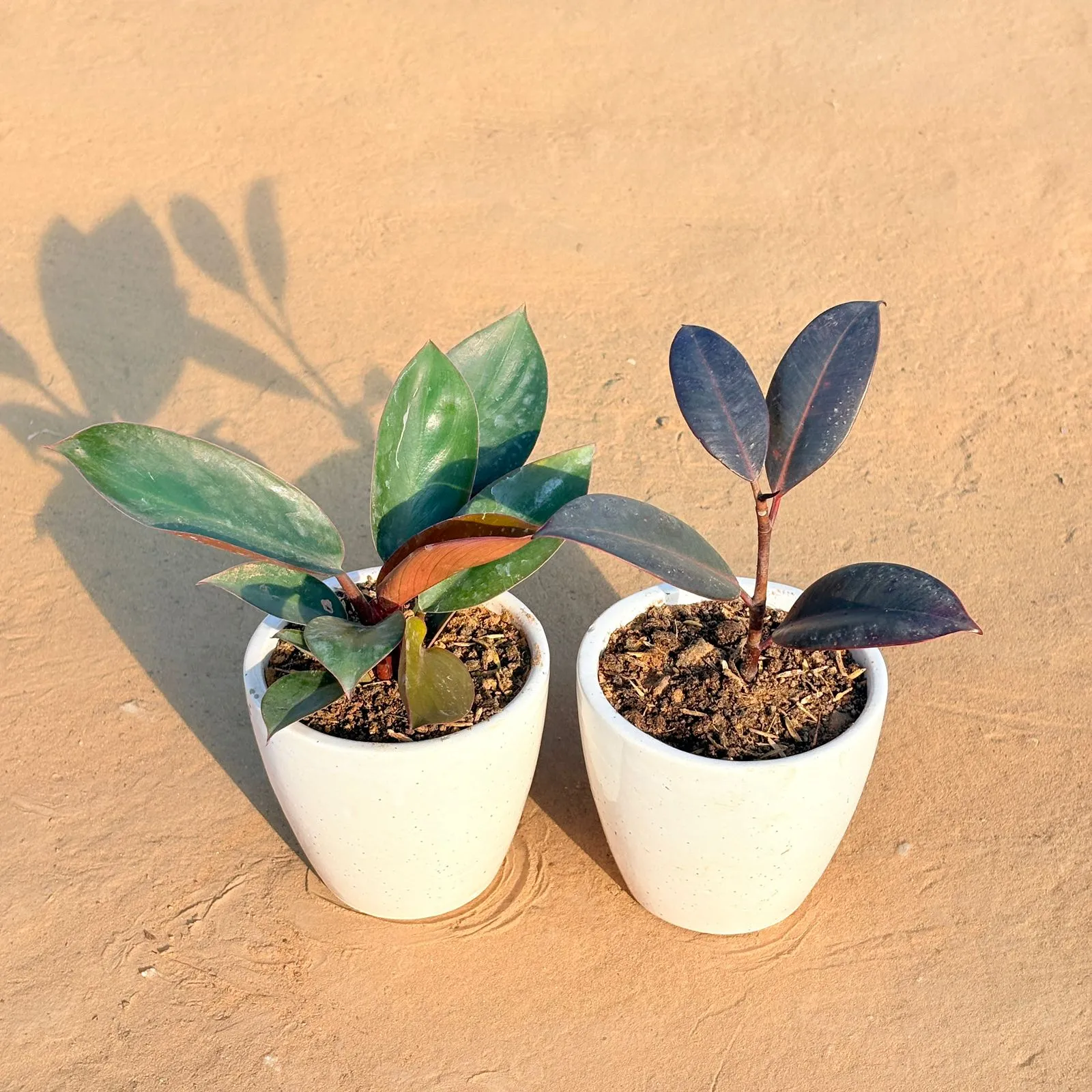 Set of 2 - Philodendron Red & Rubber Black in 4 Inch Classy White Cup Ceramic Pot