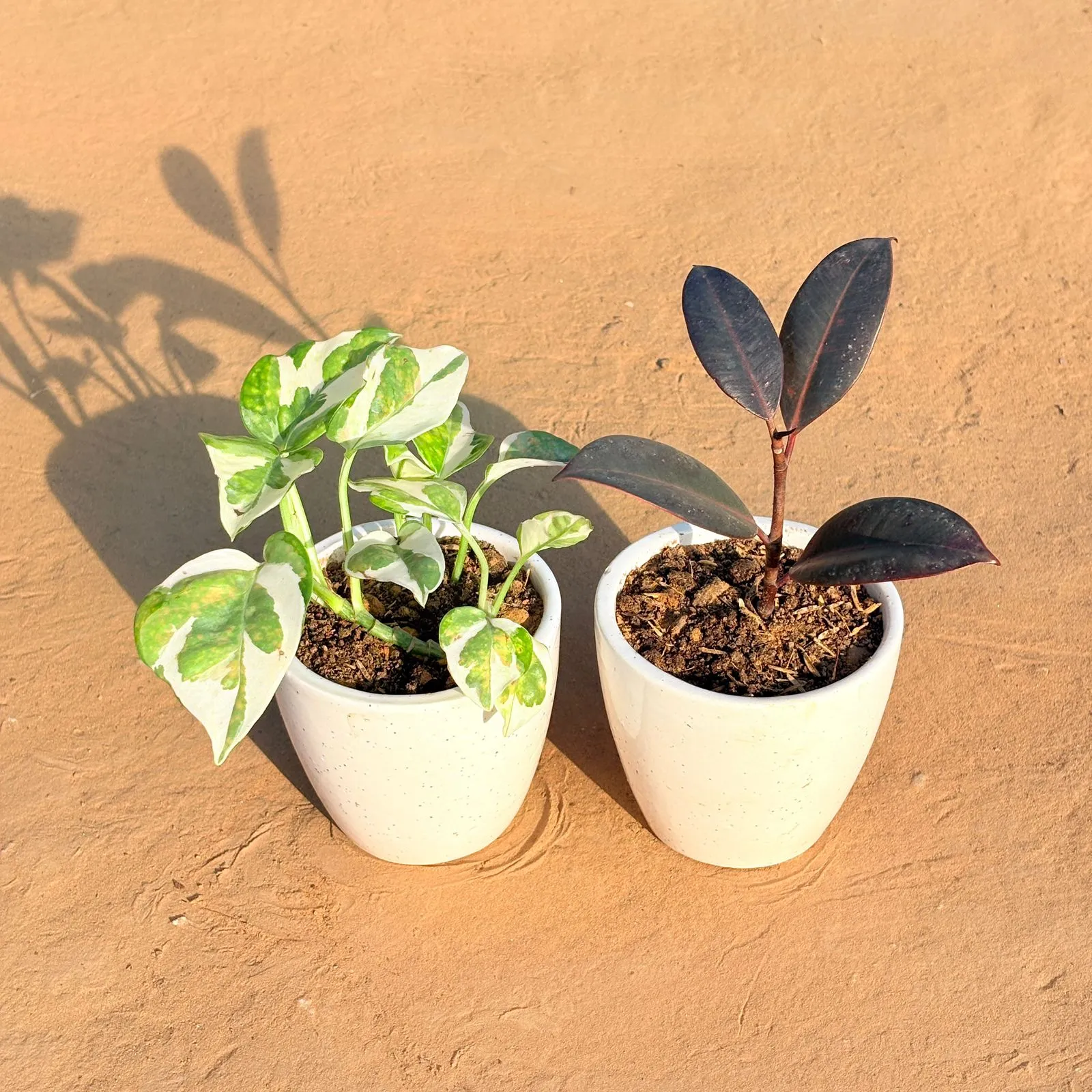 Set of 2 - Money Plant N'Joy & Rubber Black in 4 Inch Classy White Cup Ceramic Pot