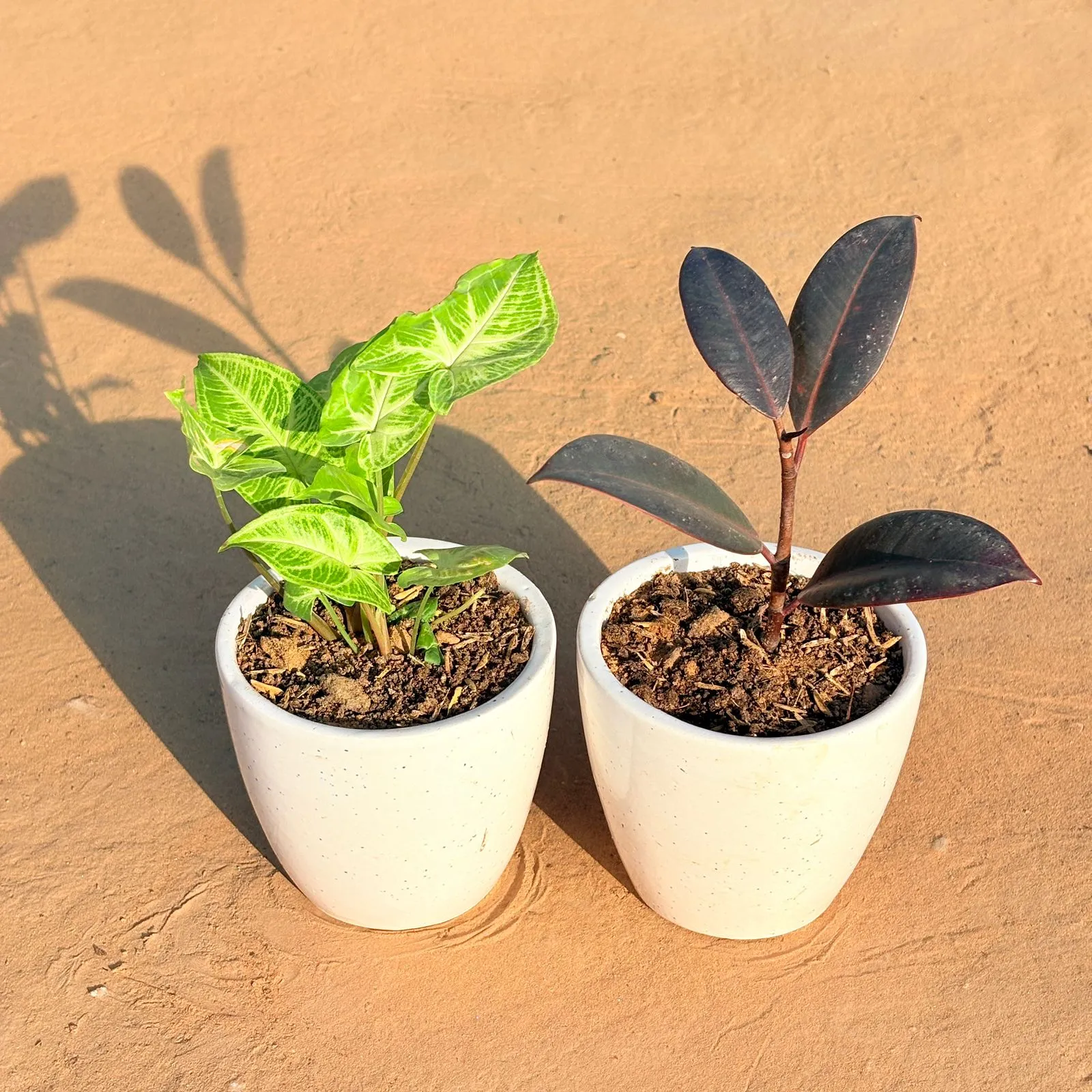 Set of 2 - Syngonium Alba Dwarf & Rubber Black in 4 Inch Classy White Cup Ceramic Pot