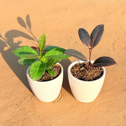 Set of 2 - Hoya Carnosa & Rubber Black in 4 Inch Live Plant Classy White Cup Ceramic Pot