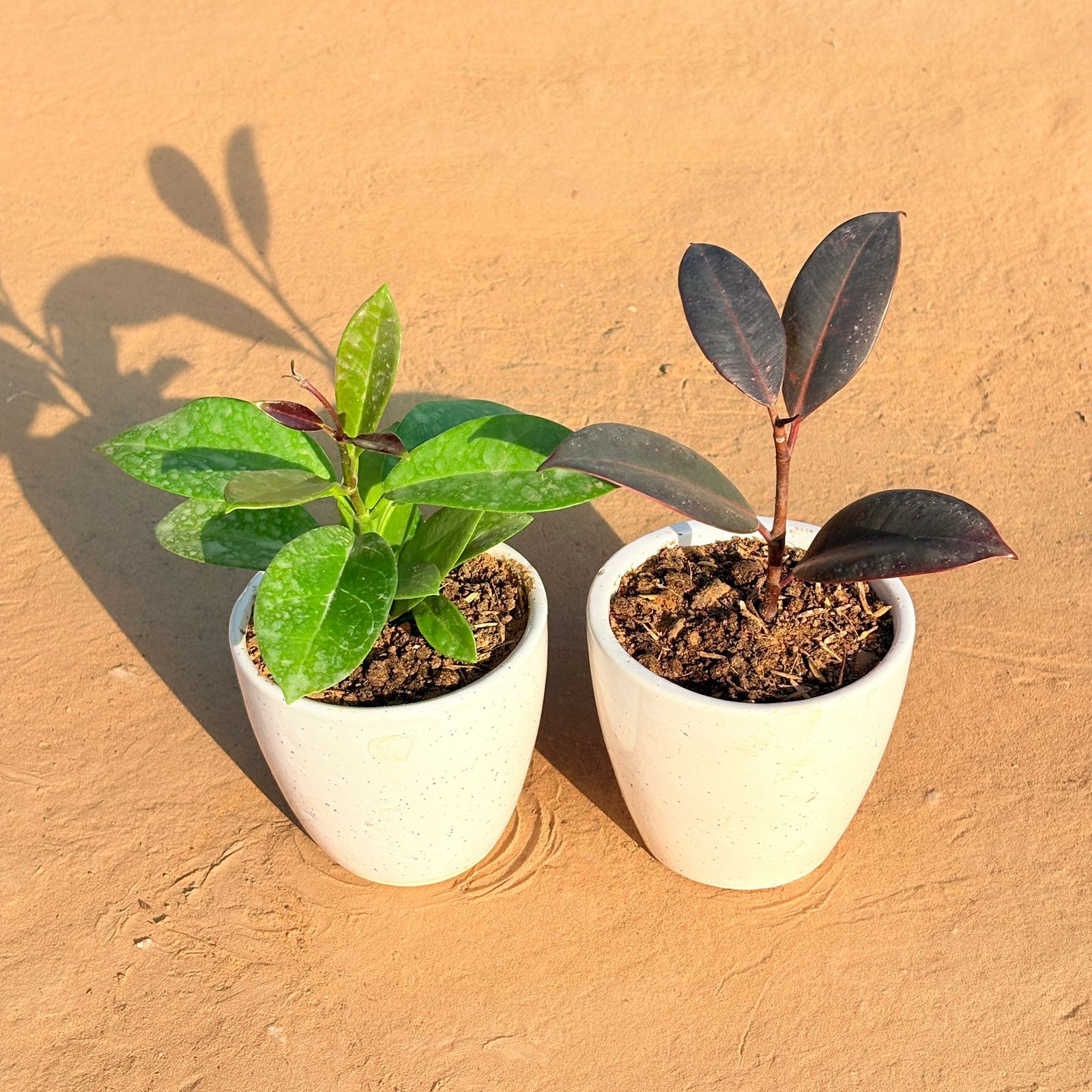 Set of 2 - Hoya Carnosa & Rubber Black in 4 Inch Classy White Cup Ceramic Pot