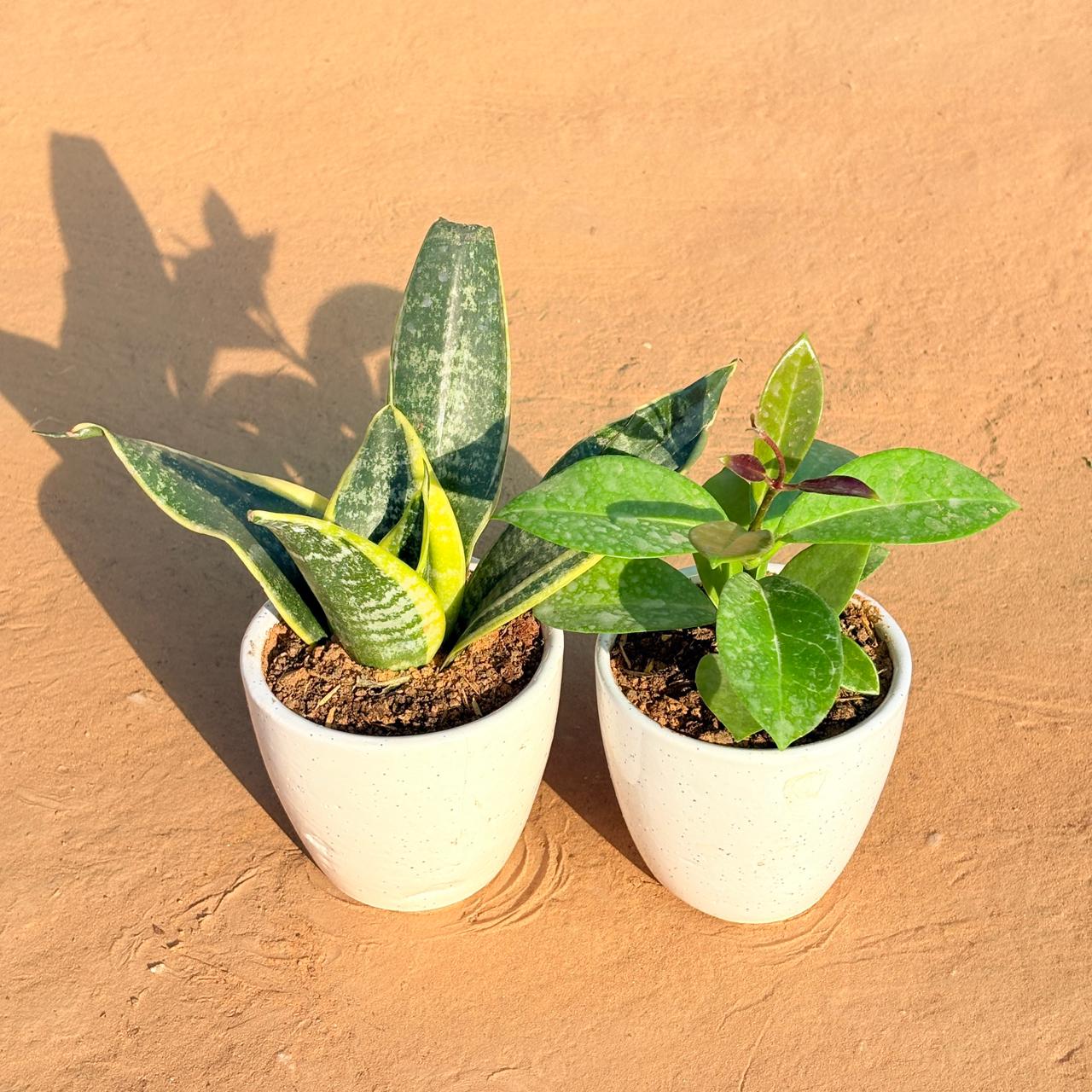 Set of 2 - Snake Yellow & Hoya Carnosa in 4 Inch Classy White Cup Ceramic Pot