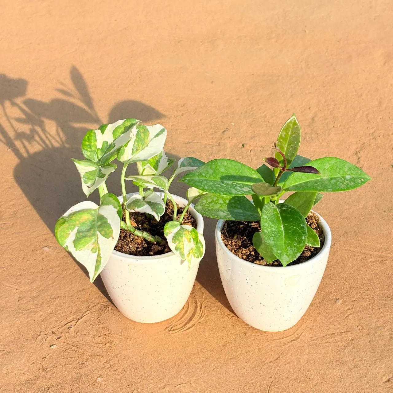 Set of 2 - Money Plant N'Joy & Hoya Carnosa in 4 Inch Classy White Cup Ceramic Pot