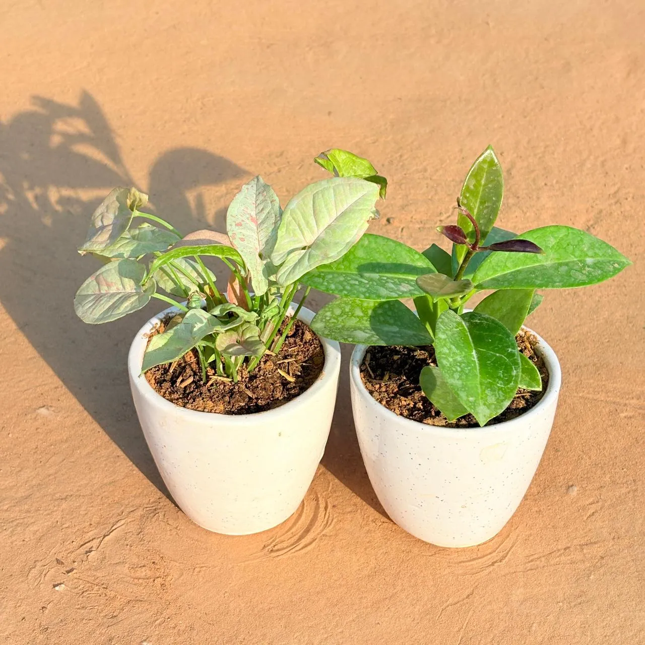 Set of 2 - Syngonium Candyfloss & Hoya Carnosa in 4 Inch Classy White Cup Ceramic Pot