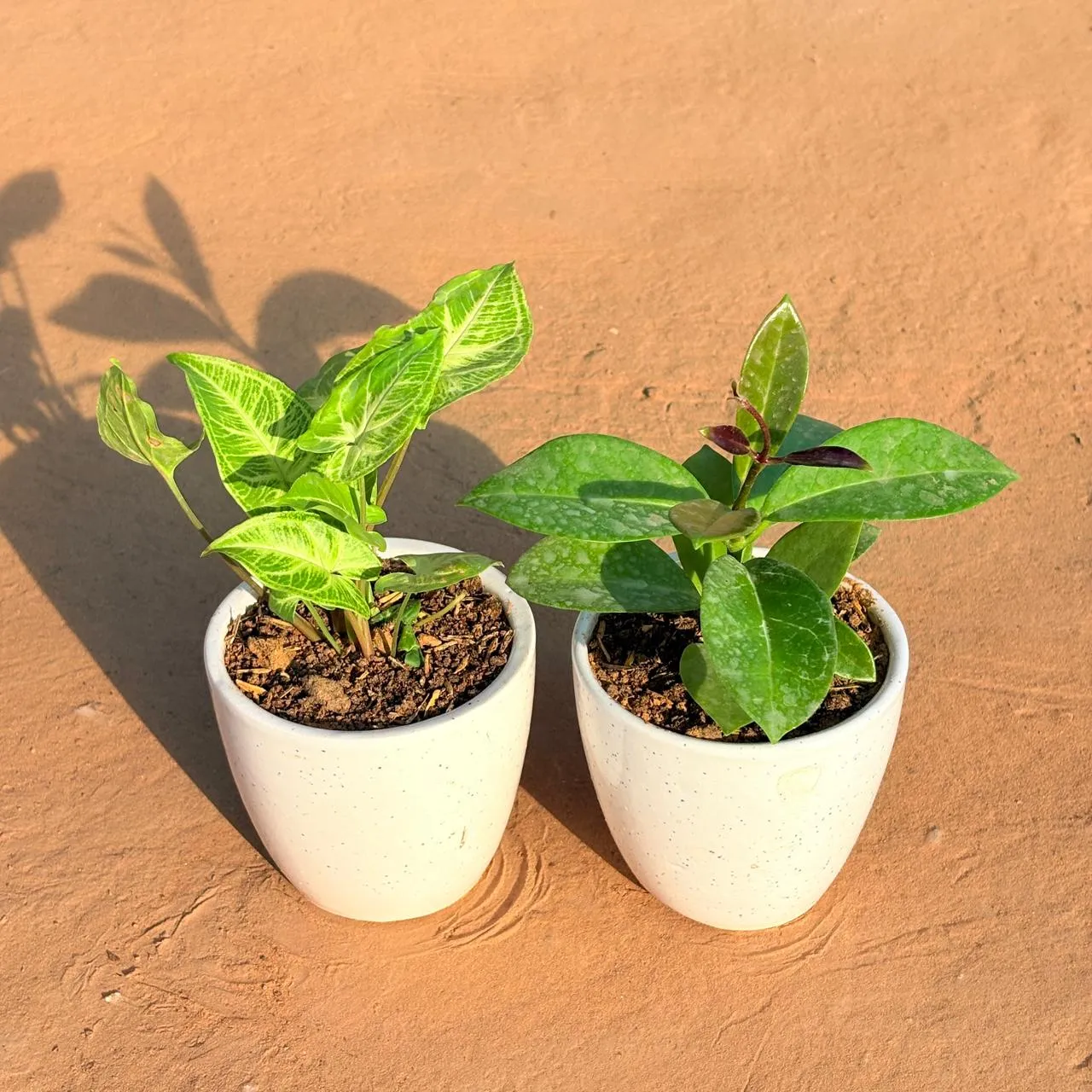 Set of 2 - Syngonium Alba Dwarf & Hoya Carnosa in 4 Inch Classy White Cup Ceramic Pot