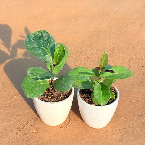 Set of 2 - Fiddle Leaf Fig & Hoya Carnosa in 4 Inch Live Plant Classy White Cup Ceramic Pot
