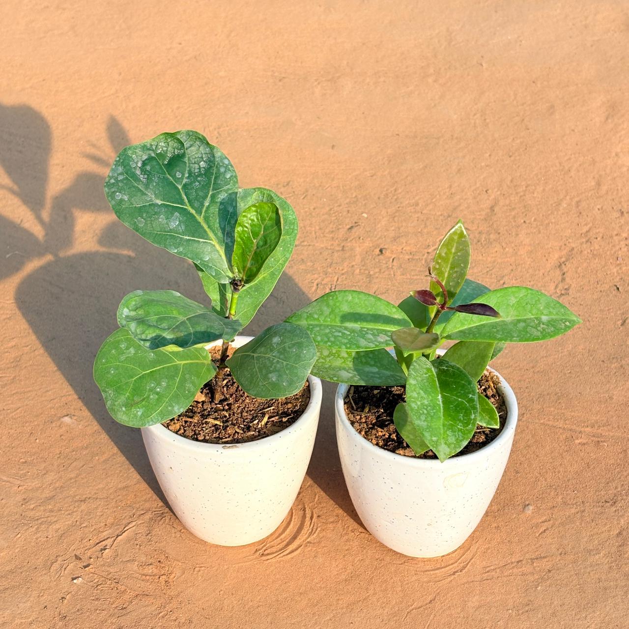 Set of 2 - Fiddle Leaf Fig & Hoya Carnosa in 4 Inch Classy White Cup Ceramic Pot