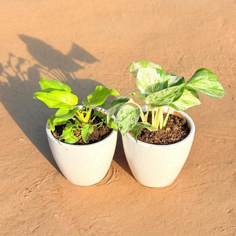 Set of 2 - Xanadu Golden & Marble Money Plant in 4 Inch Live Plant Classy White Cup Ceramic Pot