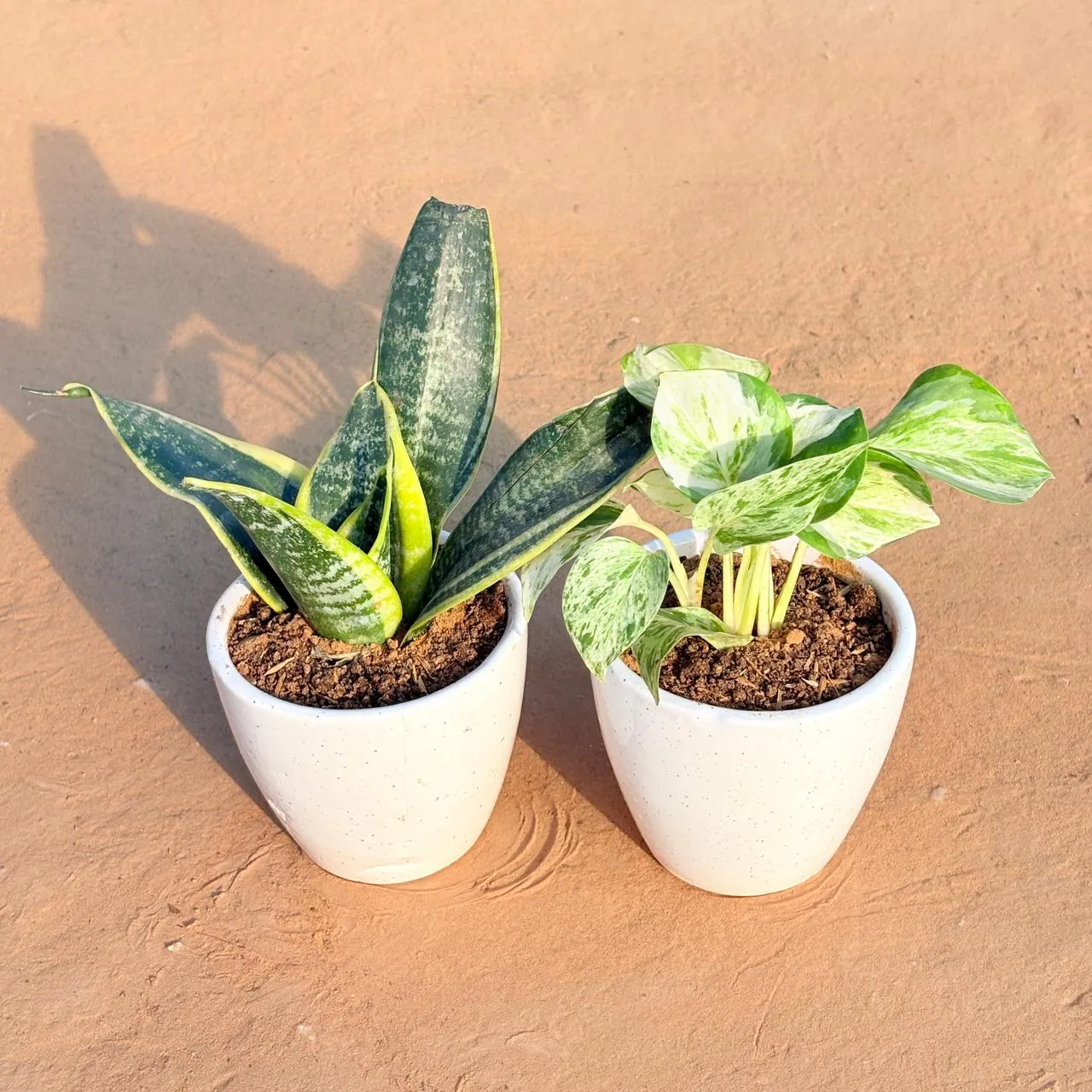 Set of 2 - Snake Yellow & Marble Money Plant in 4 Inch Classy White Cup Ceramic Pot