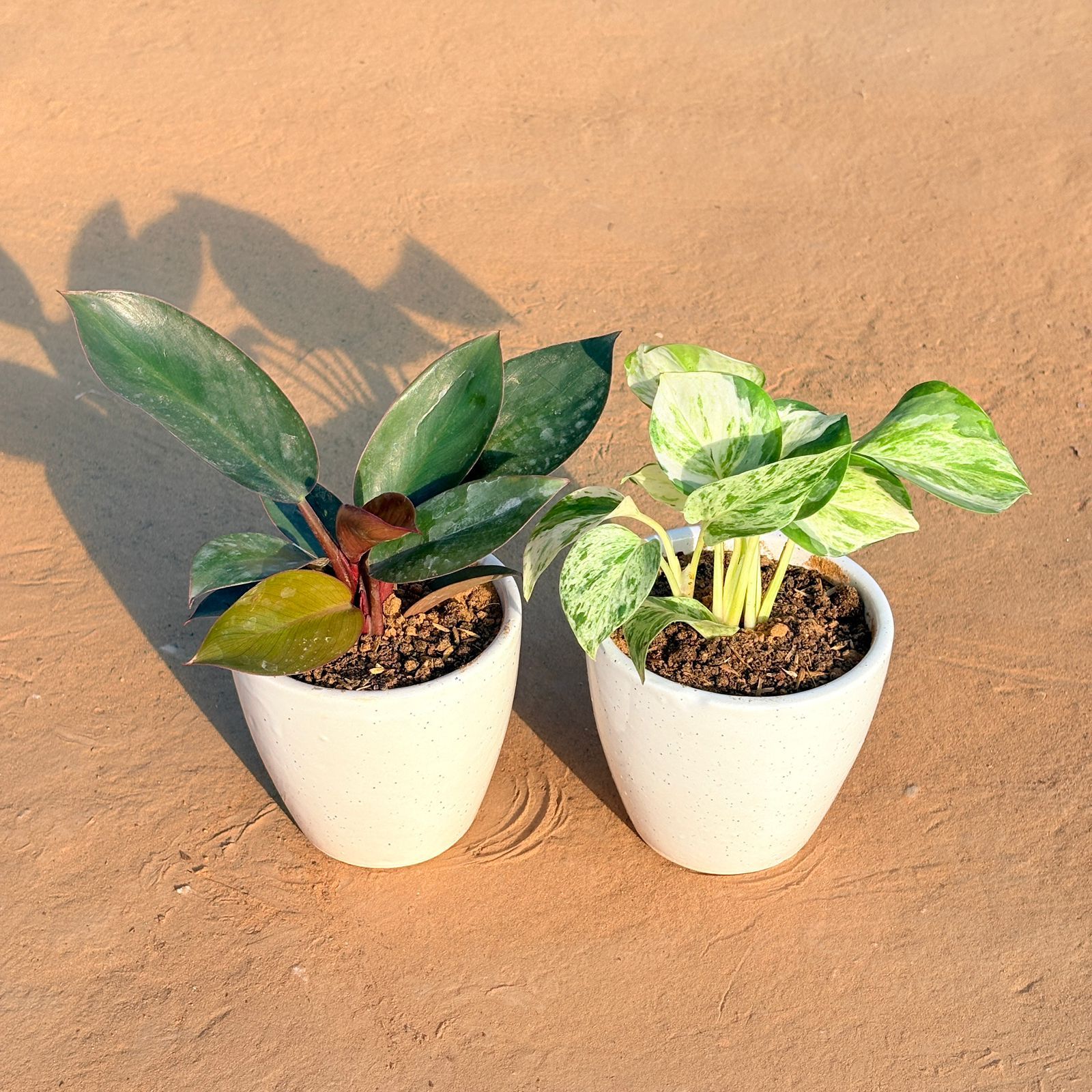Set of 2 - Philodendron Red & Marble Money Plant in 4 Inch Classy White Cup Ceramic Pot