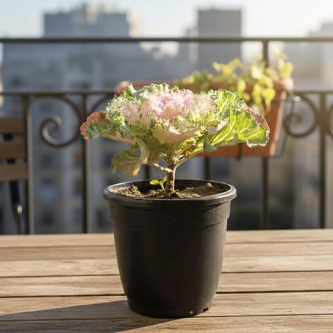 Kale In 4 Inch Nursery Pot