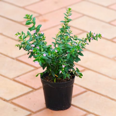 Cuphea / False Heather White in 4 Inch Nursery Pot