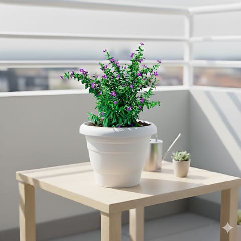 Cuphea / False Heather Pink in 8 Inch White Classy Plastic Pot